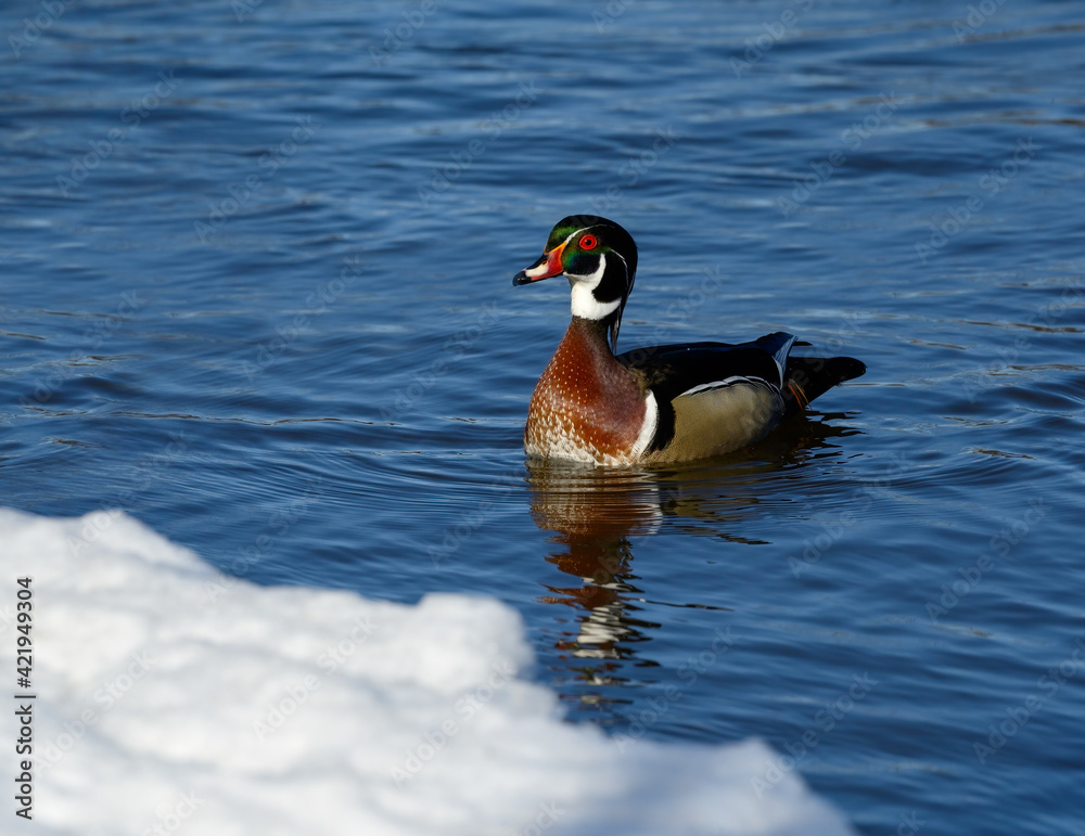 Fototapeta premium Male Wood Duck Drake Swimming in River in Early Spring