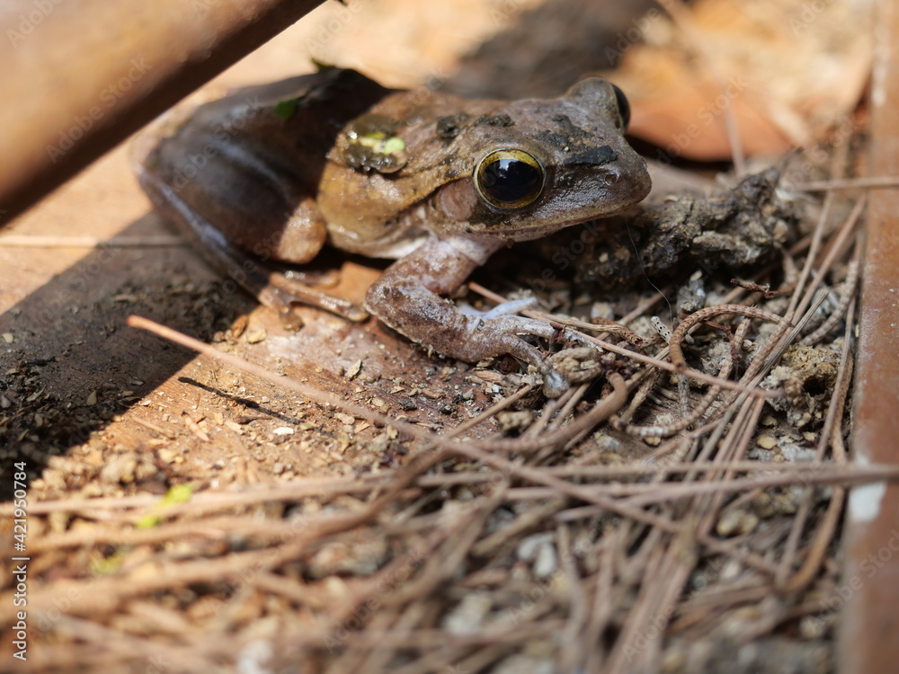 Naklejka premium Common tree frog on wall, Amphibians in Thailand