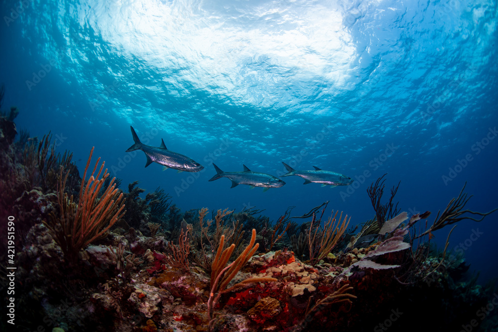 Naklejka premium A school of tarpon 