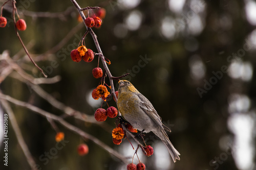 robin on a branch © Nikolaj