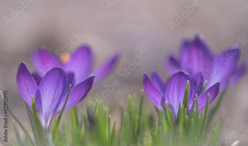 Fototapeta Naklejka Na Ścianę i Meble -  spring crocus flowers