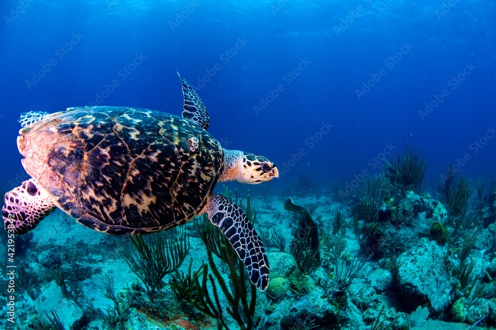 Obraz premium A turtle swimming underwater