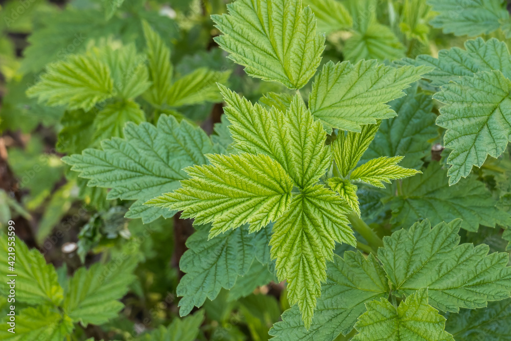 raspberry plant with green leaves rubus idaeus