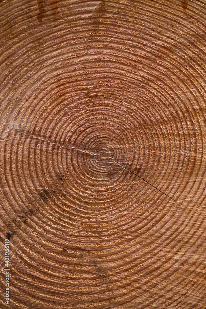 Close up of a tree ring texture Close up of a tree ring texture