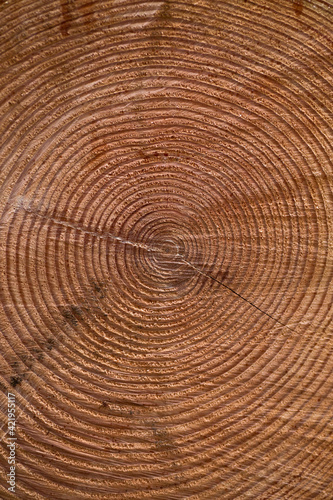 Close up of a tree ring texture