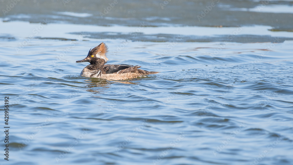 A hooded merganser is enjoying nice weather in early spring at Minnesota A hooded merganser is enjoying nice weather in early spring at Minnesota