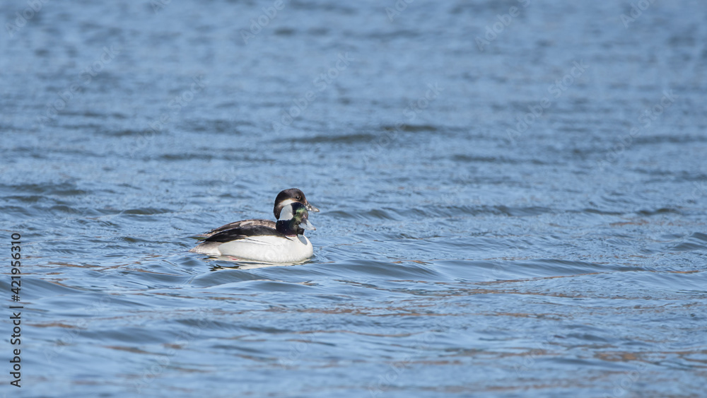 Bufflehead ducks are enjoy nice weather in early spring at Minnesota Bufflehead ducks are enjoy nice weather in early spring at Minnesota