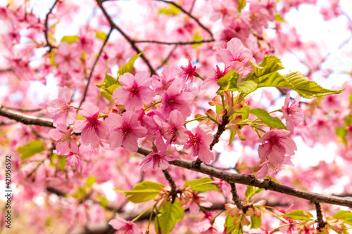河津桜