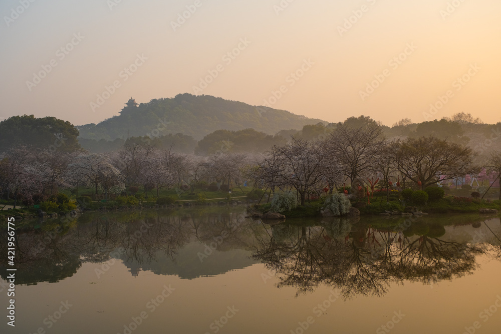 Spring scenery of East Lake Cherry Blossom Garden in Wuhan, Hubei, China