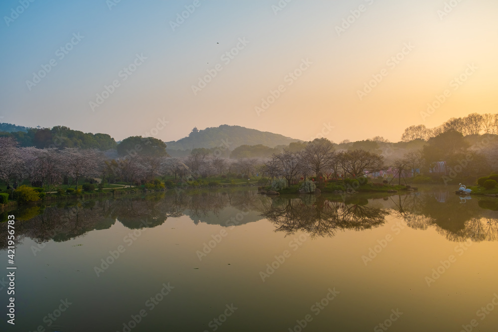 Spring scenery of East Lake Cherry Blossom Garden in Wuhan, Hubei, China