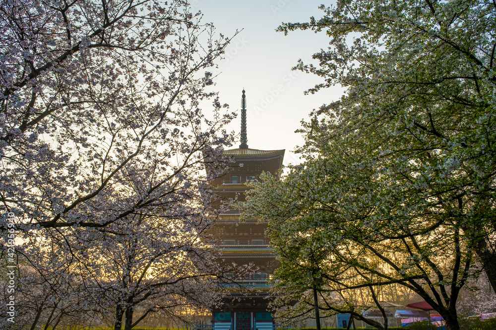 Spring scenery of East Lake Cherry Blossom Garden in Wuhan, Hubei, China Spring scenery of East Lake Cherry Blossom Garden in Wuhan, Hubei, China
