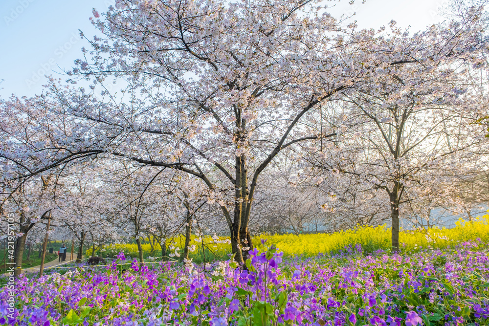 Spring scenery of East Lake Cherry Blossom Garden in Wuhan, Hubei, China Spring scenery of East Lake Cherry Blossom Garden in Wuhan, Hubei, China