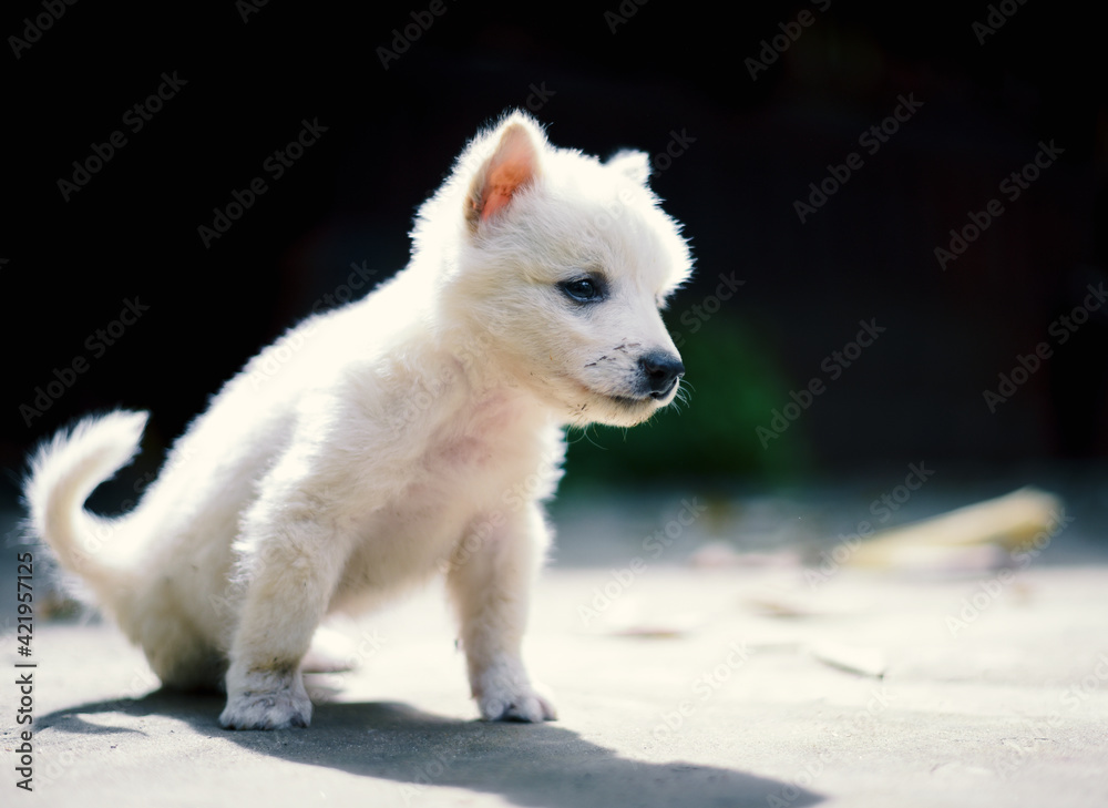 Fototapeta premium Cute lonely Small Dog sitting on floor.