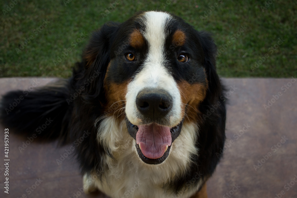 Bernese Mountain Dog 
One year old 