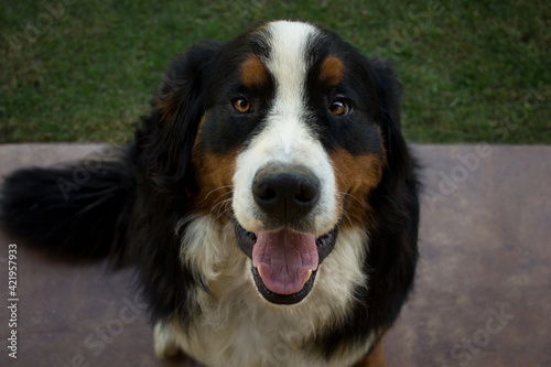 Bernese Mountain Dog One year old 