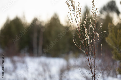 Winter background with dry last year wild flower and forest background. © Anton