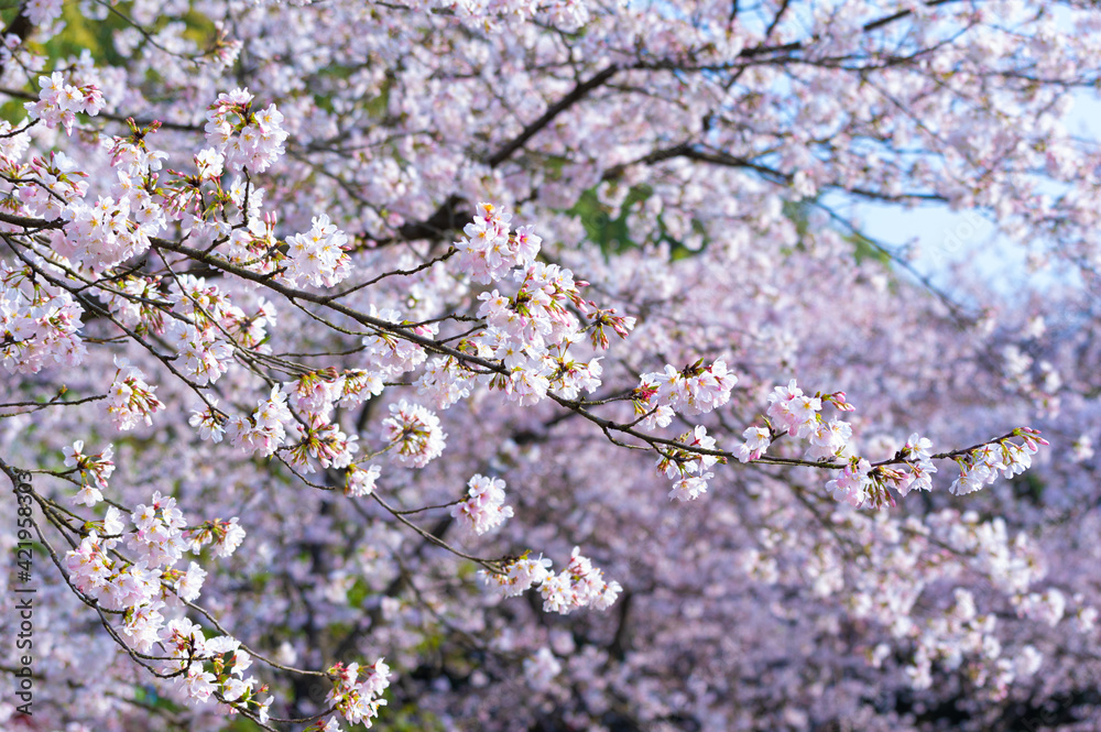 Spring scenery of East Lake Cherry Blossom Garden in Wuhan, Hubei, China Spring scenery of East Lake Cherry Blossom Garden in Wuhan, Hubei, China