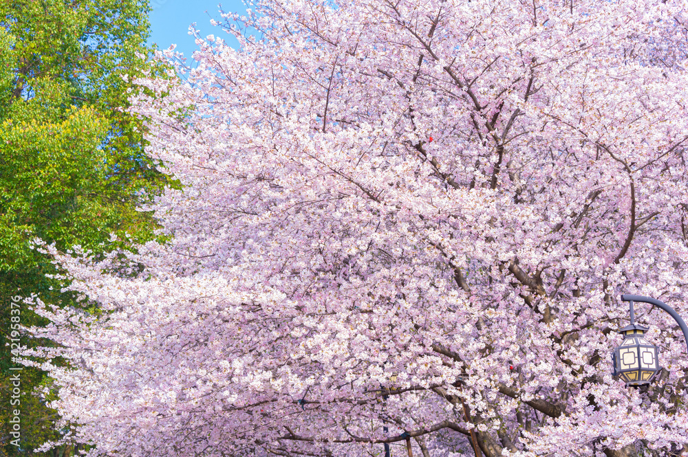 Spring scenery of East Lake Cherry Blossom Garden in Wuhan, Hubei, China Spring scenery of East Lake Cherry Blossom Garden in Wuhan, Hubei, China