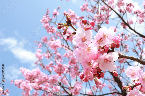 さわやかな青空と桜