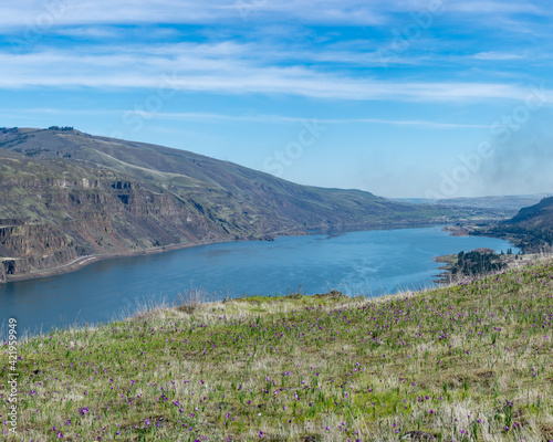 Spring wildflowers bloom at Tom McCall Nature Preserve in Rowena  OR with great views of the Columbia River Gorge. The small purple flowers are grasswidow  Olsynium douglasii 