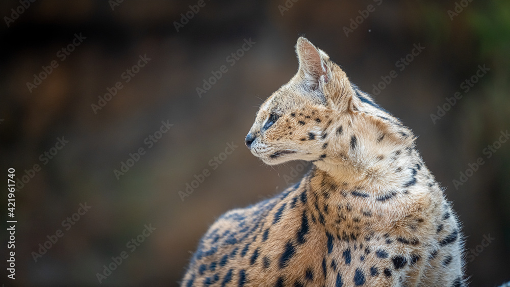 Fototapeta premium Serval Wild Cat 