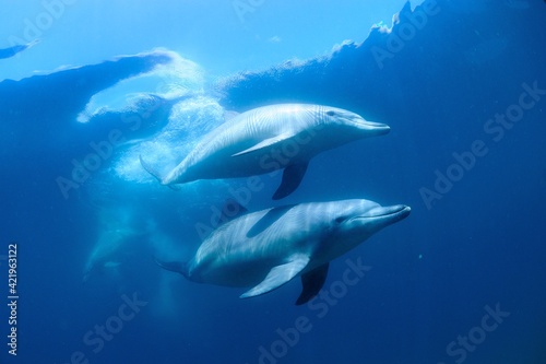 日本海、能登島のイルカの家族