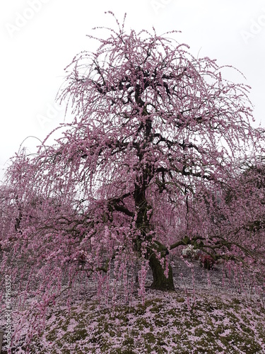 garden with pink flowering weeping plum trees