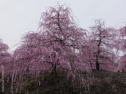 garden with pink flowering weeping plum trees