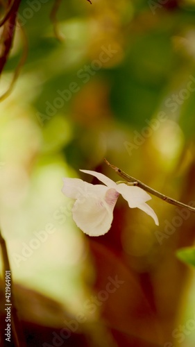 Mexipedium xerophyticum blooming in the forest, white orchid. photo