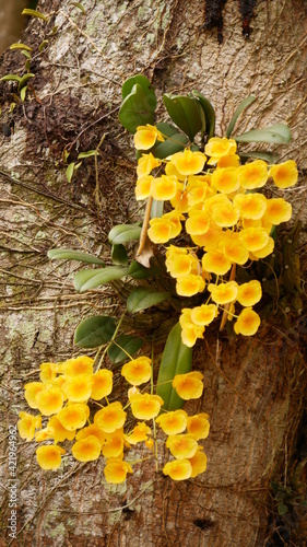 Dendrobium jenkinsii, species of orchid in Asia. photo