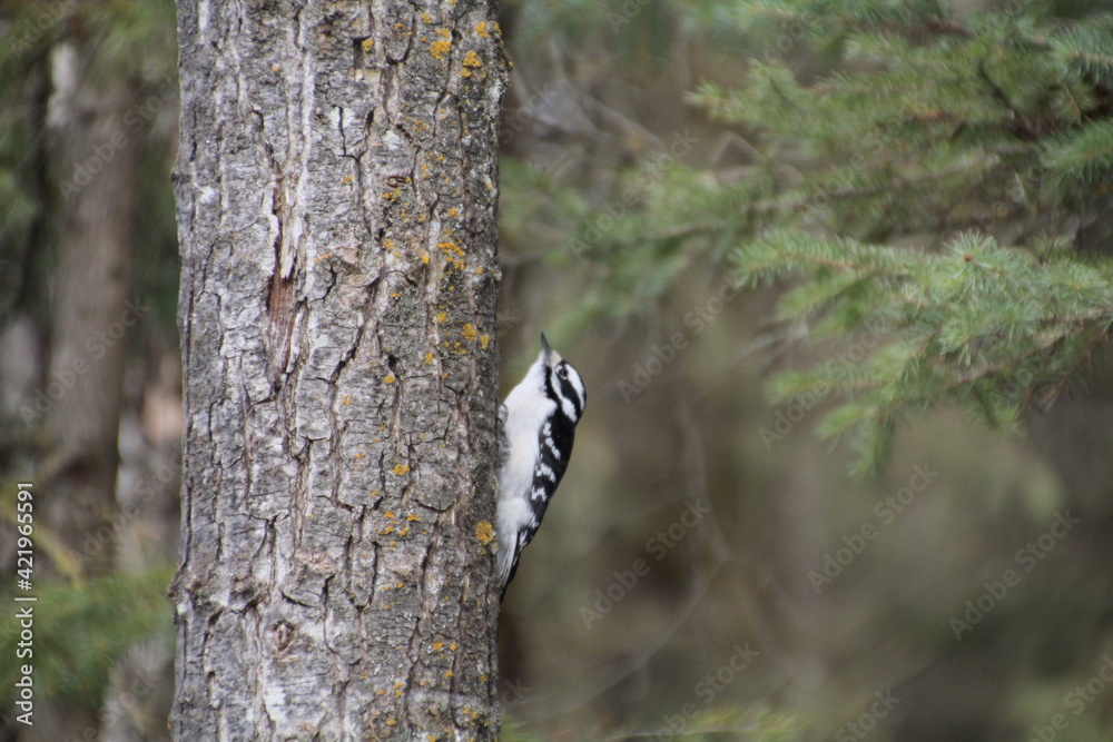 Little Woodpecker On The Tree, Whitemud Park, Edmonton, Alberta Little Woodpecker On The Tree, Whitemud Park, Edmonton, Alberta