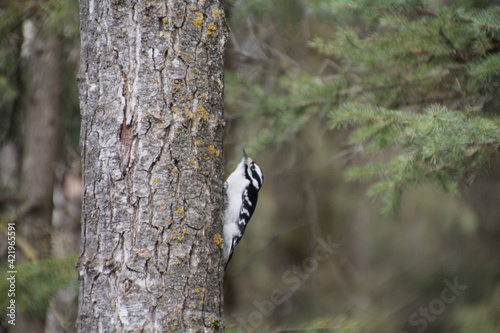 Little Woodpecker On The Tree, Whitemud Park, Edmonton, Alberta