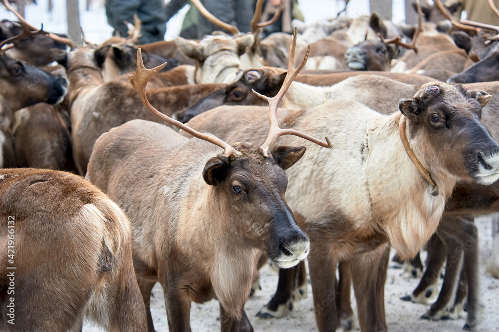 a herd of deer close-up in the forest in winter