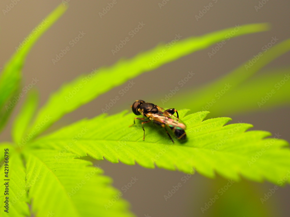 Fototapeta premium insect resting on a leaf of a cannabis plant