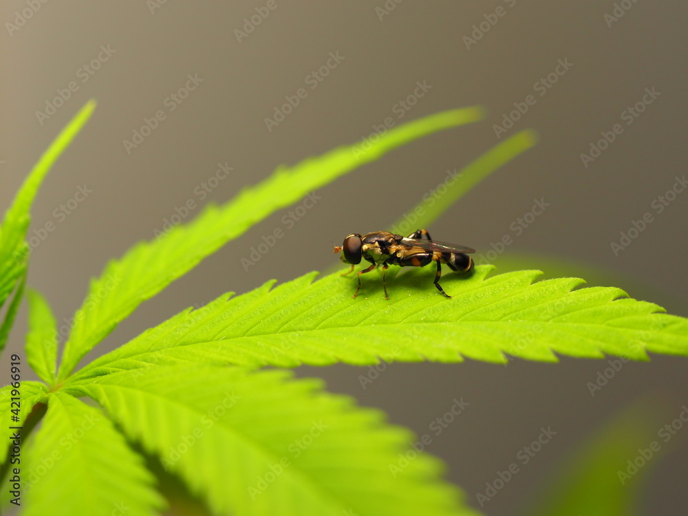 insect resting on a leaf of a cannabis plant insect resting on a leaf of a cannabis plant