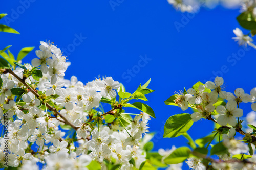 Cherry blossoms against the blue sky in early spring. Cherry branches covered with white flowers.