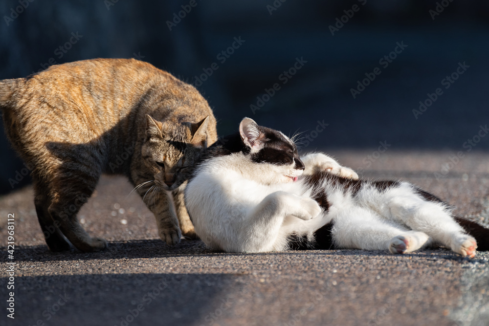 Fototapeta premium 仲良しな二匹の猫