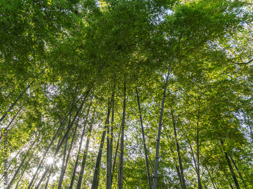 Obraz premium Bamboo trees in the forest