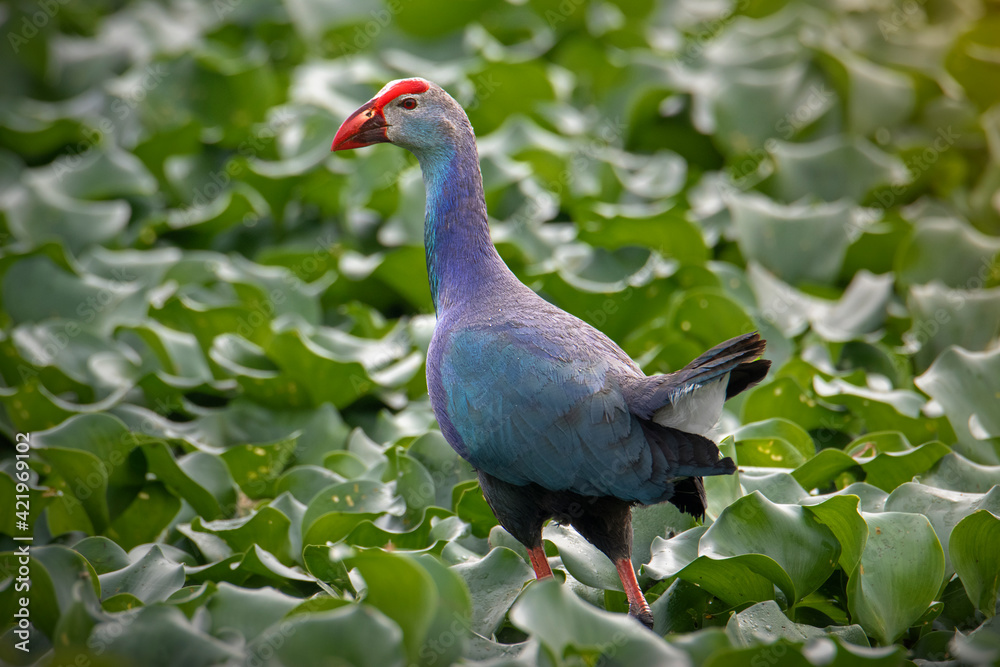 Fototapeta premium western swamphen early morning walk