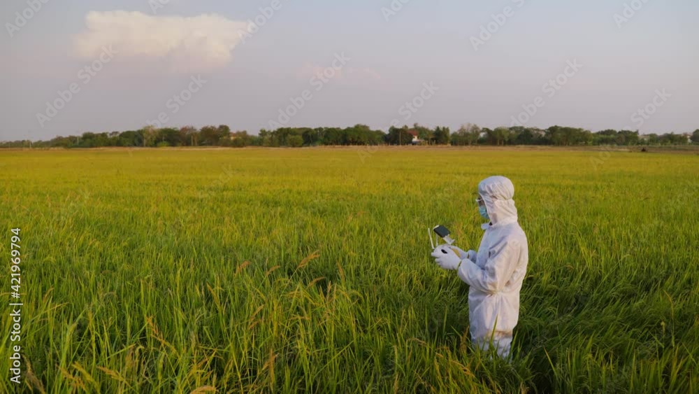 Scientists are piloting drones in rice fields for scientific experiments.
Scientists are piloting drones in rice fields for scientific experiments.