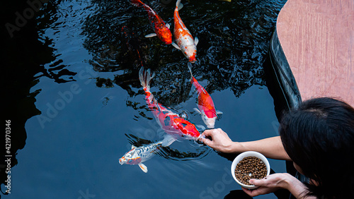 Feed the japan koi or fancy crap with your bare hands. Fish tamed to the farmer. An outdoor koi fancy fish pond for beauty. Popular pets for Asian people relaxation and feng shui meaning good luck.