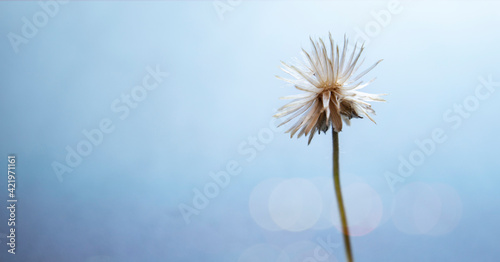 Dried flowers with white branches on a beautiful blue bokeh background. © Alek