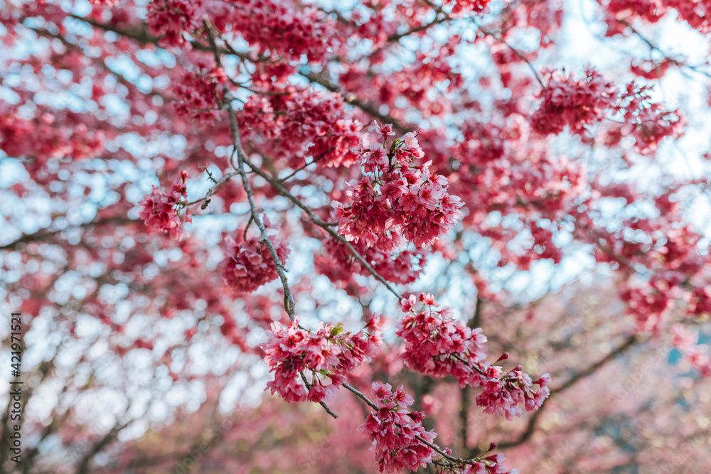 Pink sakura flowers over blue sky background Pink sakura flowers over blue sky background