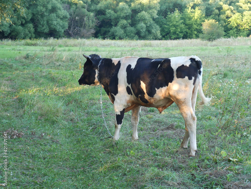 A white and black cow grazes in a meadow in the summer. A clear sunny day