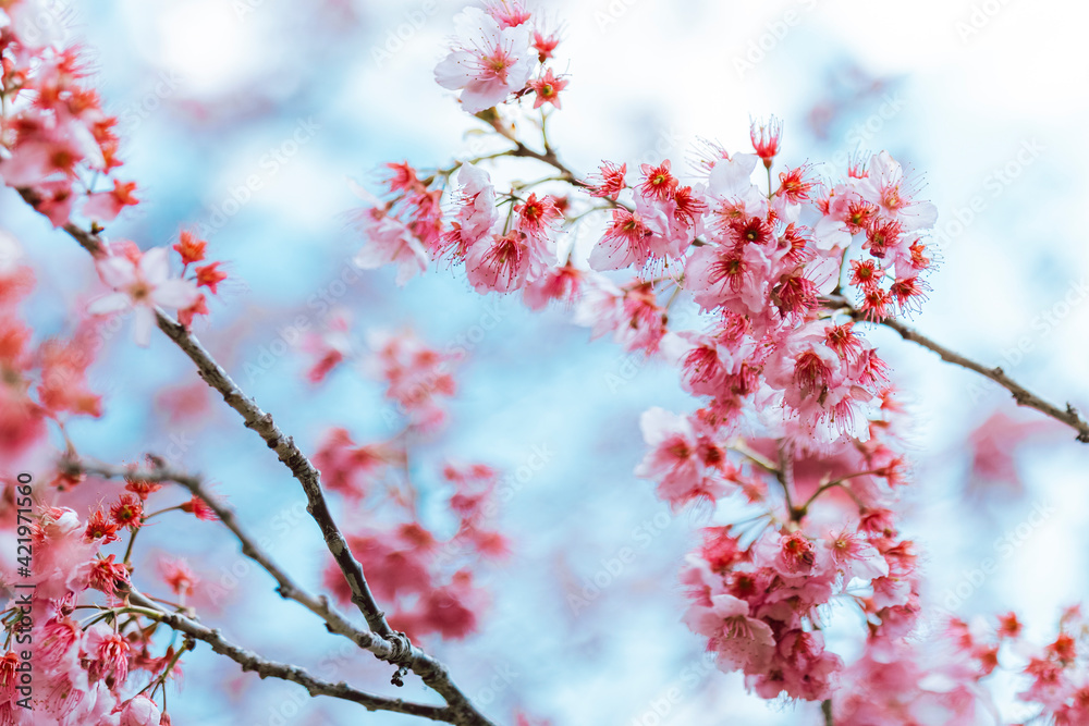 Pink sakura flowers over blue sky background Pink sakura flowers over blue sky background