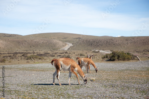 Beauitful day to see Guanaco in Chile
