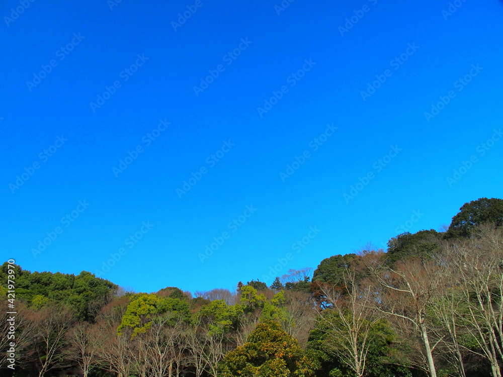 早春の森と青空風景