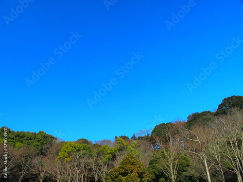 早春の森と青空風景