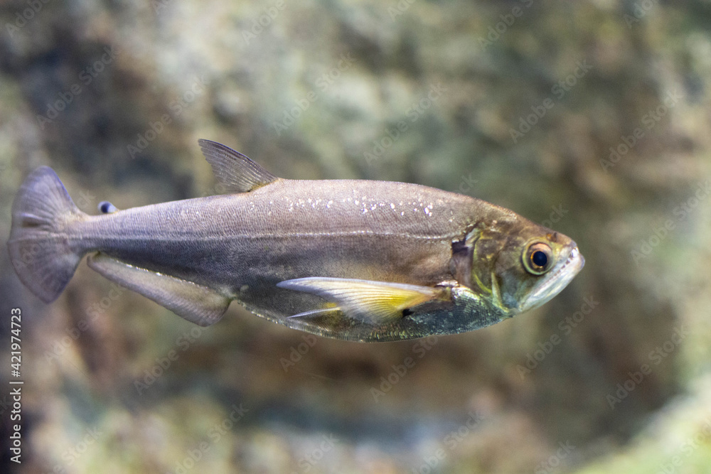 fish swimming in the aquarium fish swimming in the aquarium