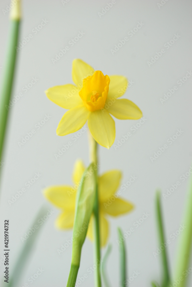 Delicate flowers of yellow daffodil Delicate flowers of yellow daffodil